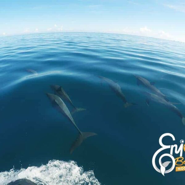 Lagoon Tour Half Day