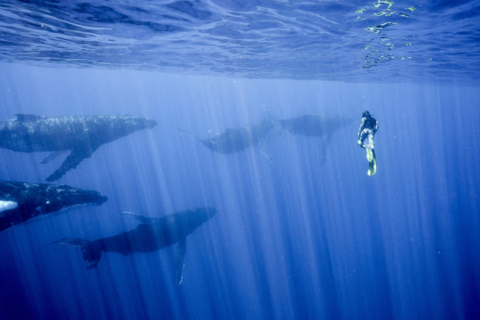 HUMPBACK WHALE WATCHING - Image 7
