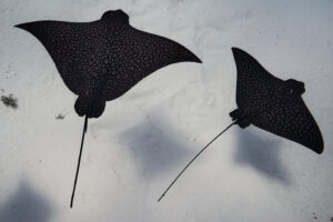 denoJFQ3499-SharpenAI-motion