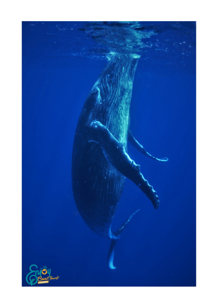 HUMPBACK WHALE WATCHING - Image 2