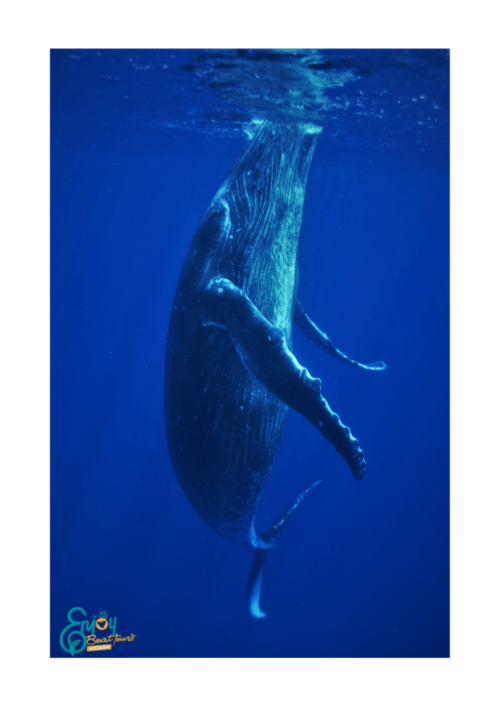 Observez et nager avec les Baleines à Bosse