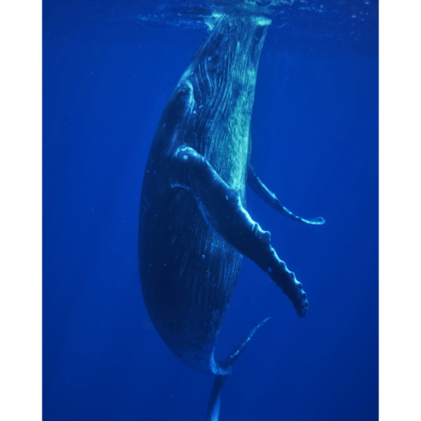 HUMPBACK WHALE WATCHING