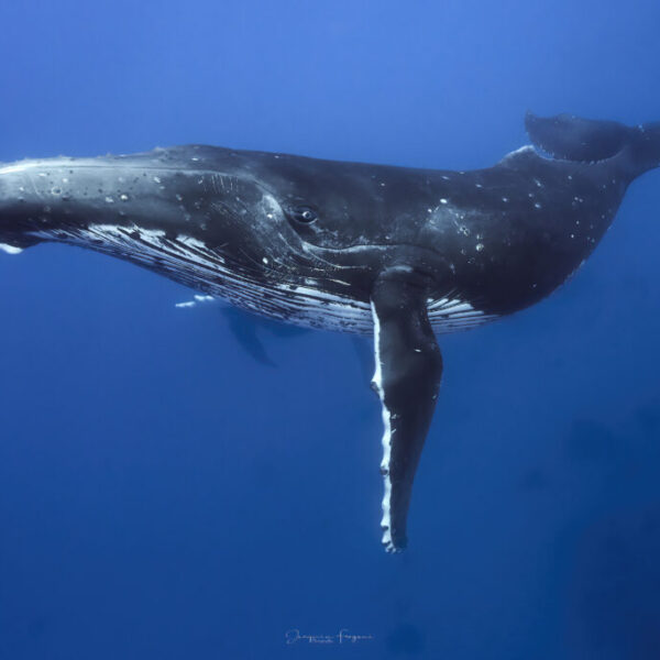 WHALE WATCHING FULL DAY WITH LUNCH