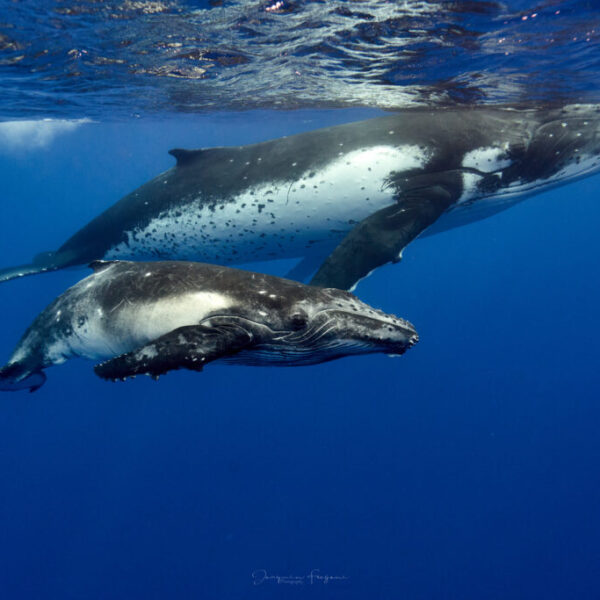 HUMPBACK WHALE WATCHING