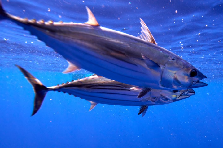 Two tuna swimming side by side in clear blue water.