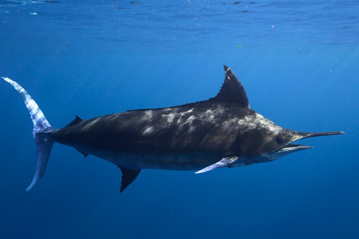 A marlin swimming underwater in the ocean with sunlight filtering through.