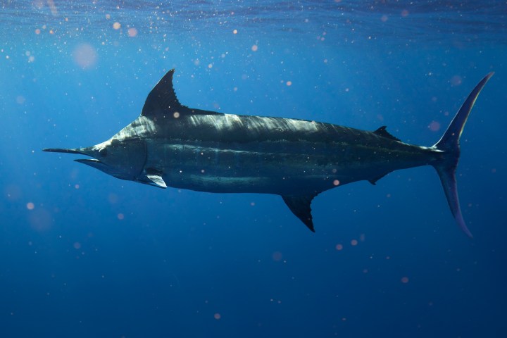 A marlin swimming underwater in blue ocean with sunlit particles.